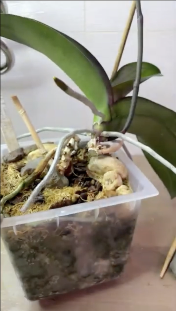 Вынужденное омоложение орхидеи фаленопсис. Орхидеи с Еленой Кузнецовой