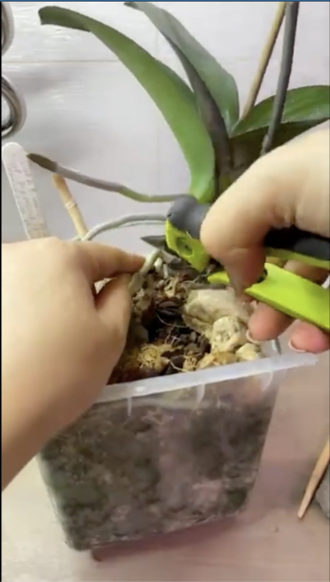 Омоложение орхидеи фаленопсис. Орхидеи с Еленой Кузнецовой