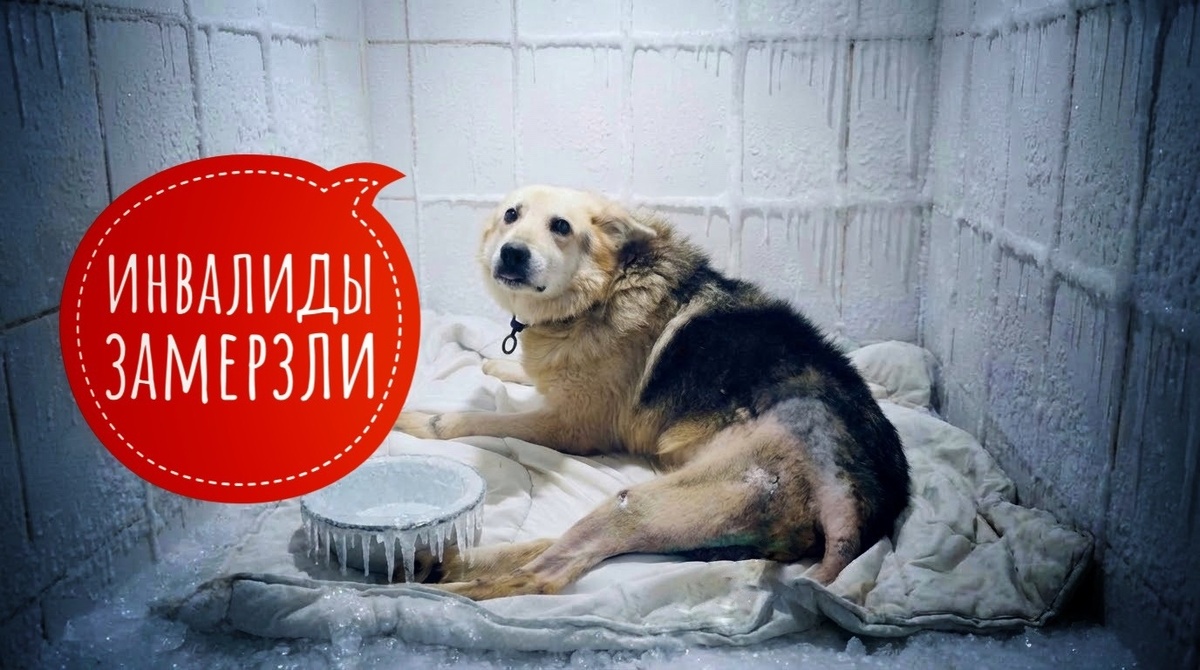 Срочный сбор на дрова для частного хосписа! 