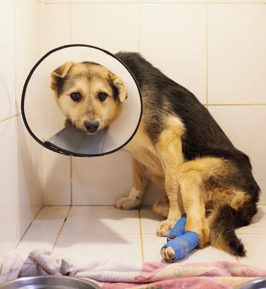 Приют "Омские хвостики" нуждается в вашей помощи. Нечем топить  печь зимой!