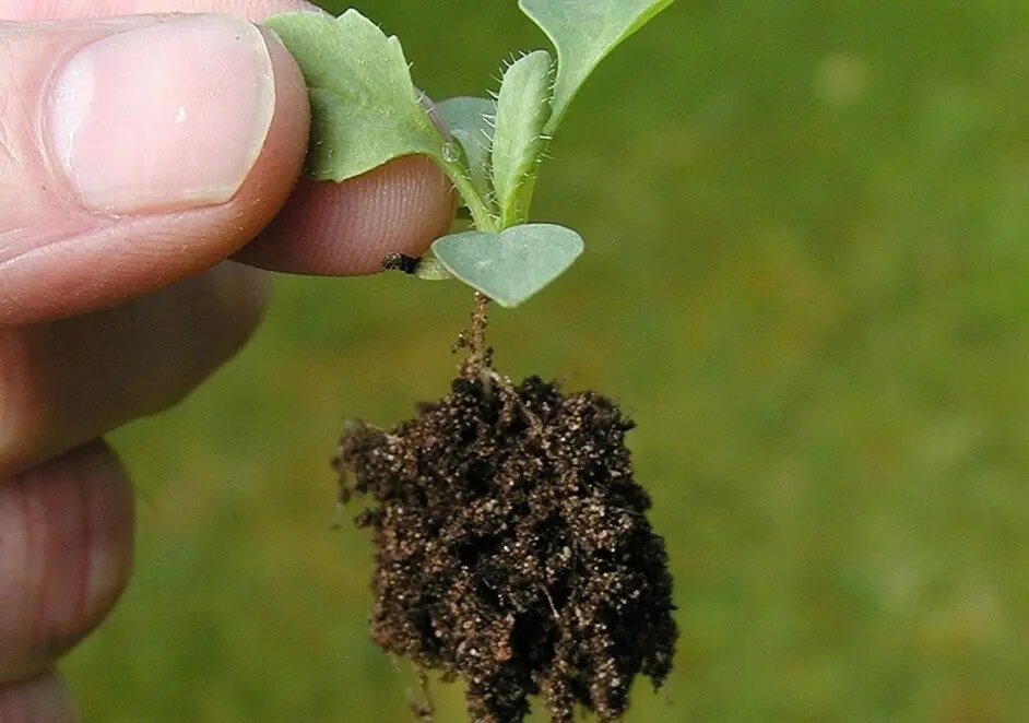    Рассада. Фото: Pxhere