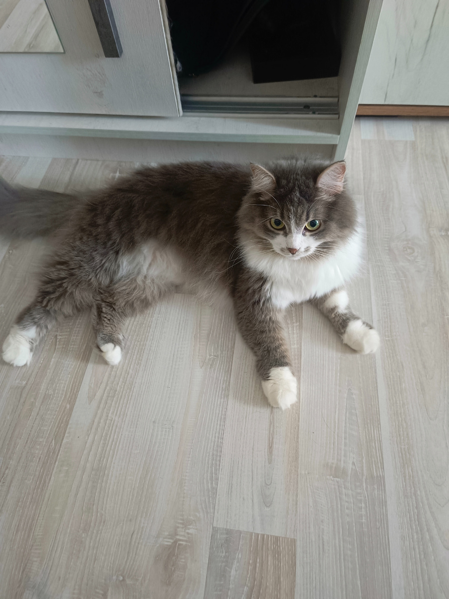 Веда. Мой личный хвост. Подобранка. Фото автора.