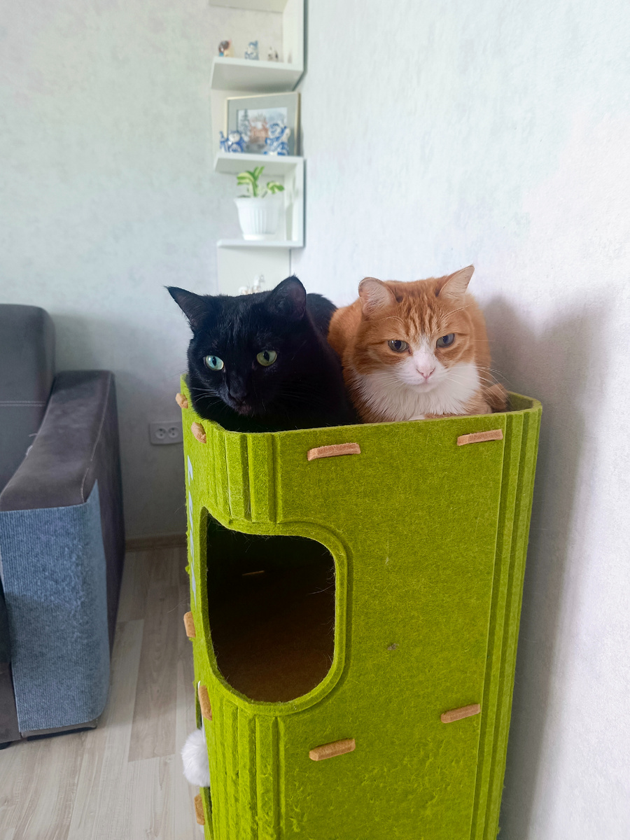 Веня купила для всех лежанку-когтеточку. Делит верхний этаж с Абрикосом. Фото автора.