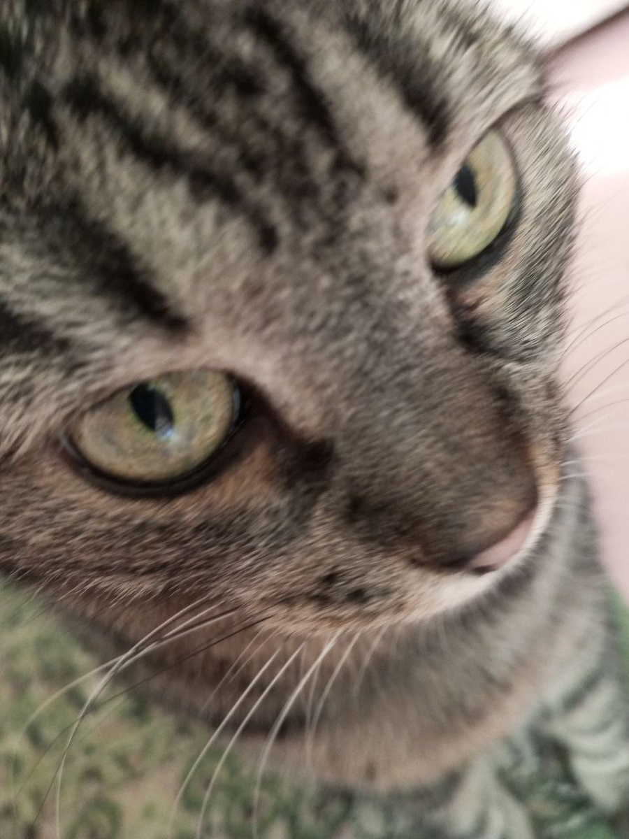 Тебе помурчать?