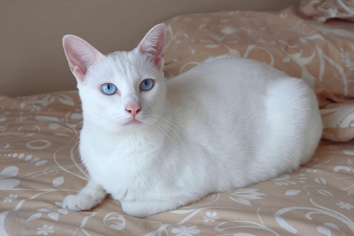 Фото с сайта: https://storage.googleapis.com/dxwrvwaceotale/what-breed-of-cat-is-white-with-blue-eyes.html