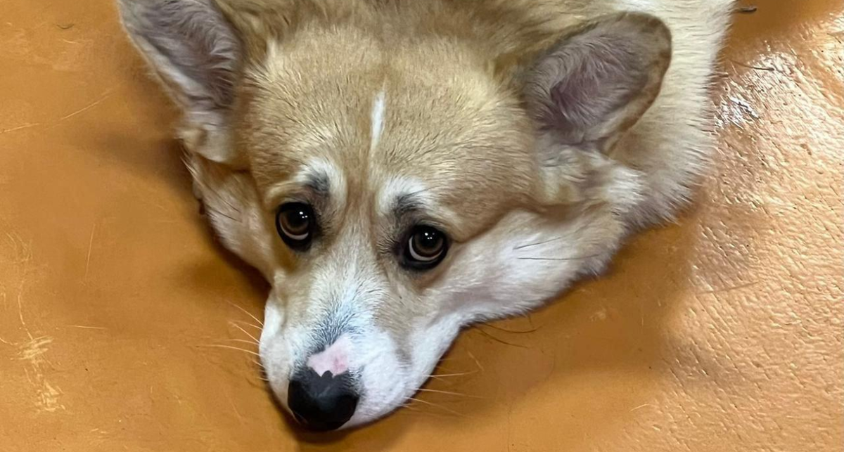    Ольга Демидова с сайта soroka-news.ru