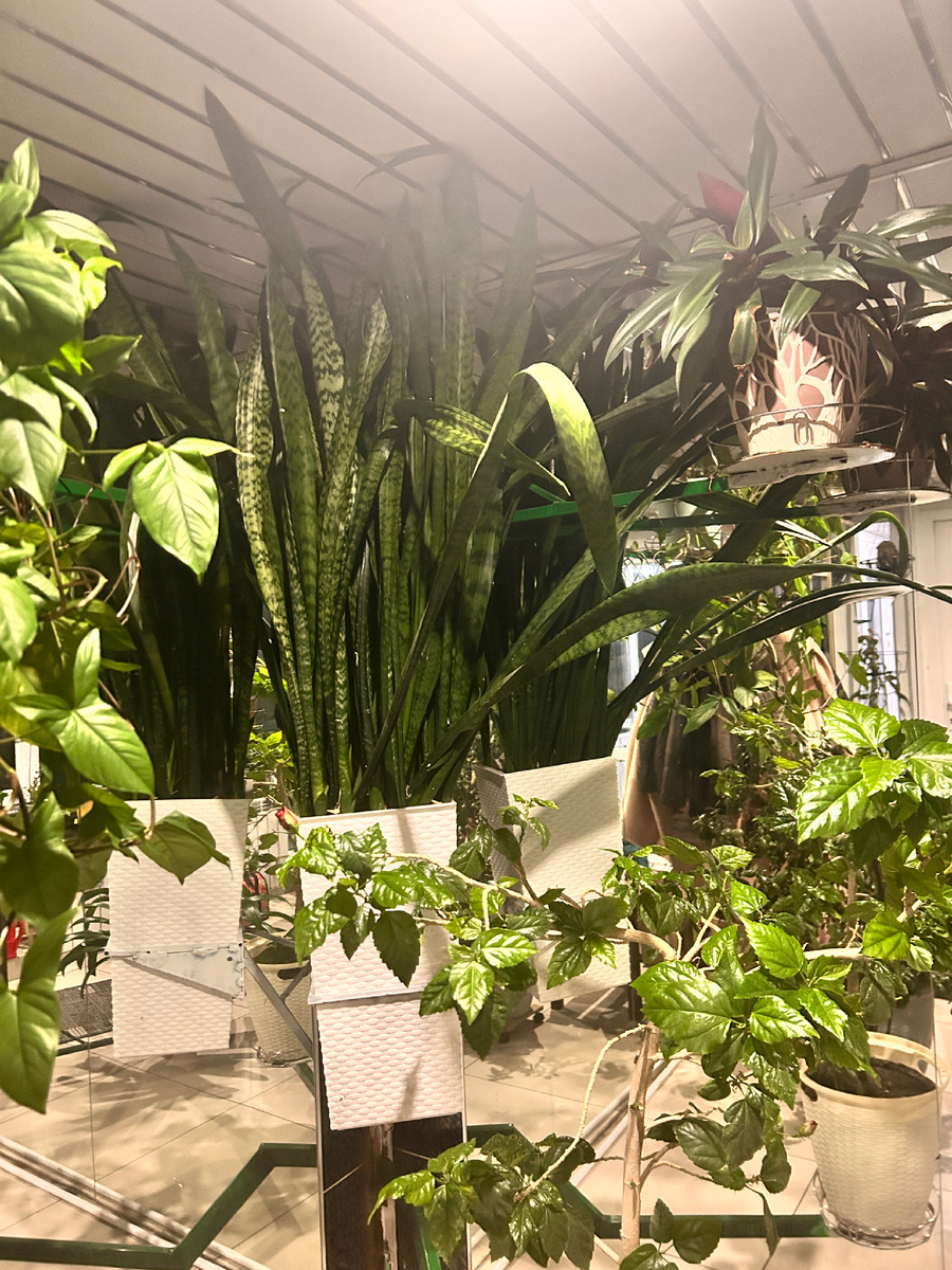 Зимний сад в доме родителей подруги