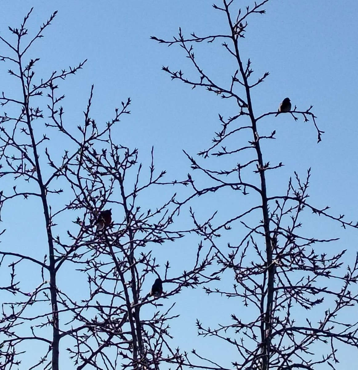 Вот они - снегири! Фотографировала с балкона, поэтому так нечетко. Но верьте мне: это - снегири!
