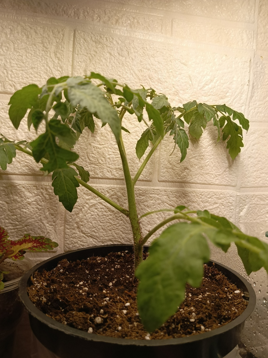 Мой Экспериментальный зацветает