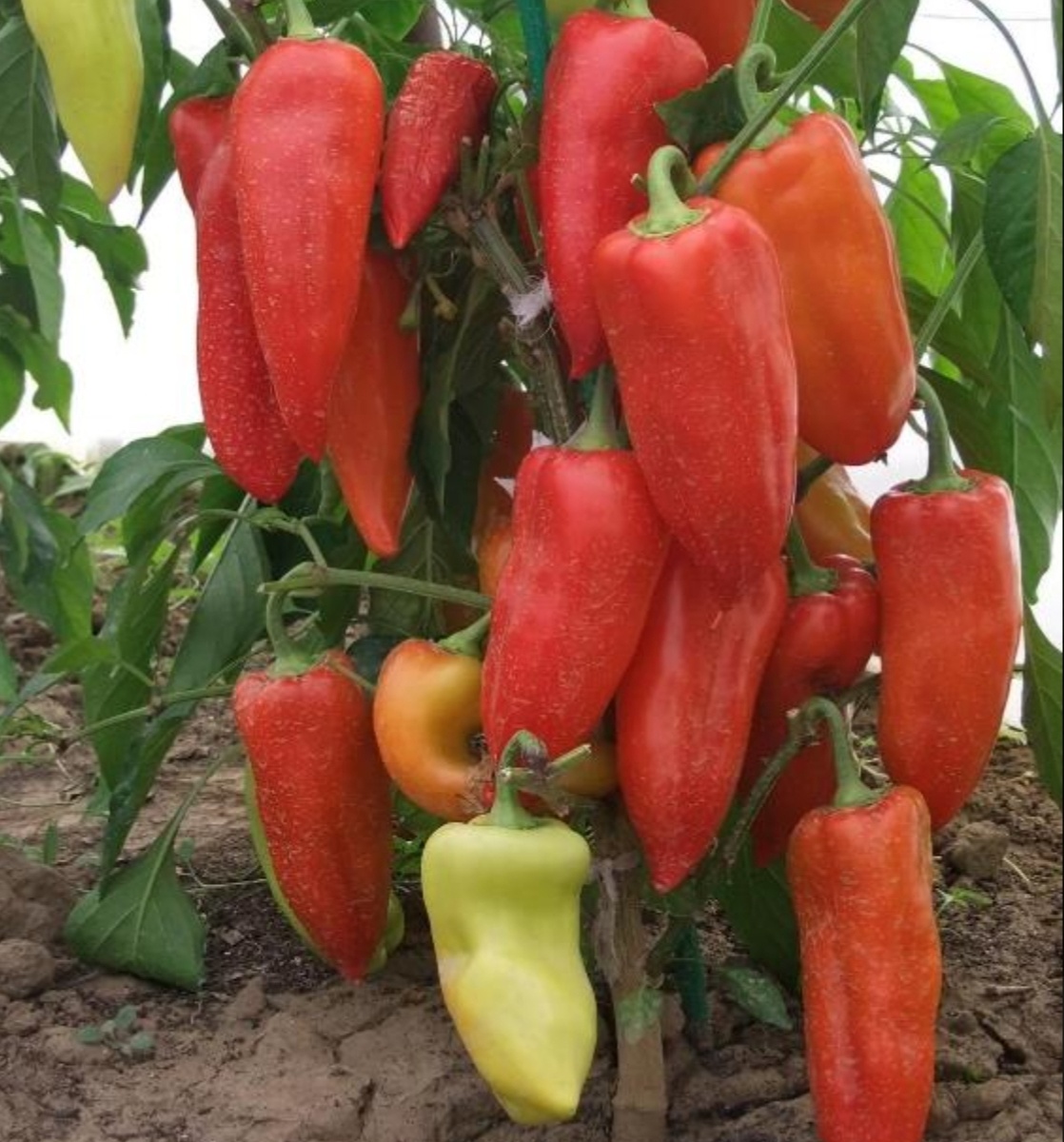 Фото с сайта Строй-подсказка