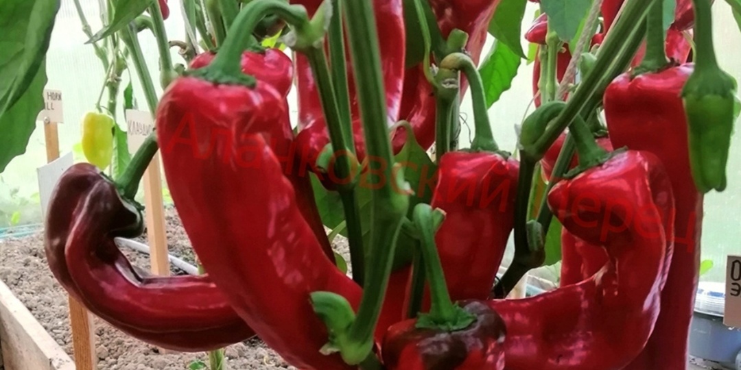 Новинки сладкого перца на 2026 год