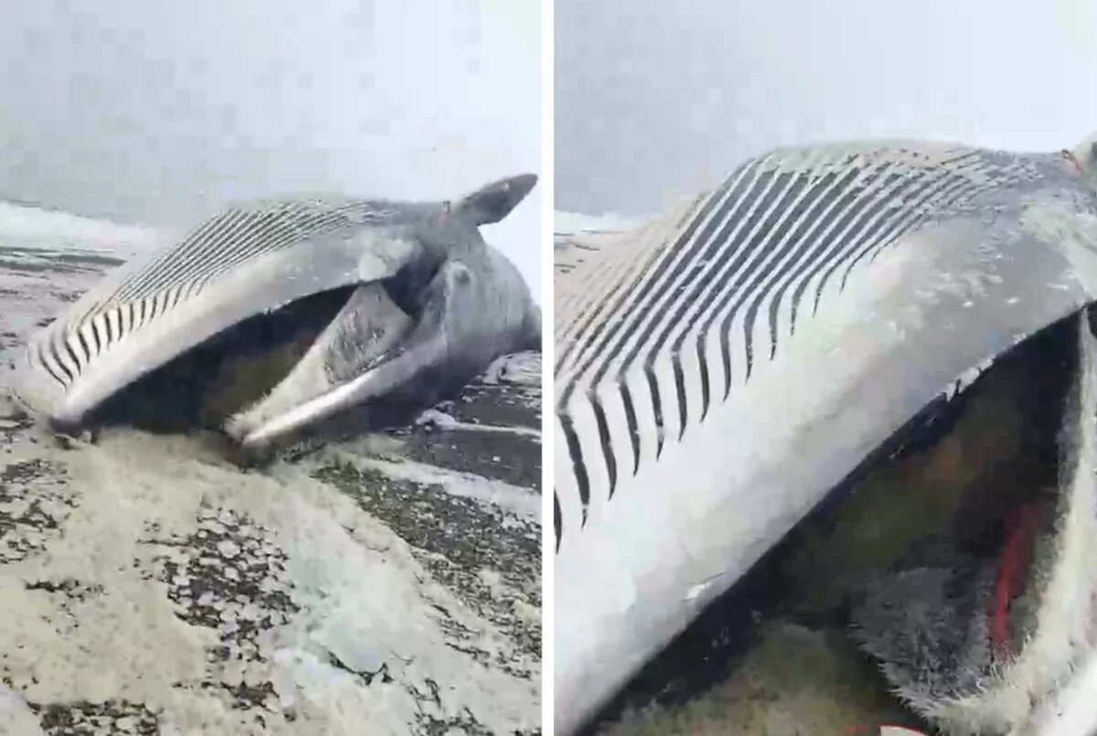 Кита жалко.