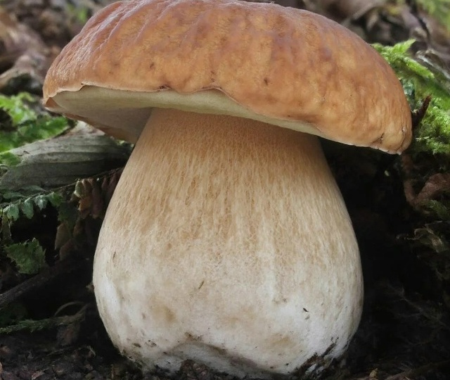 Рекордсмен подмосковных лесов – найден крупнейший белый гриб?