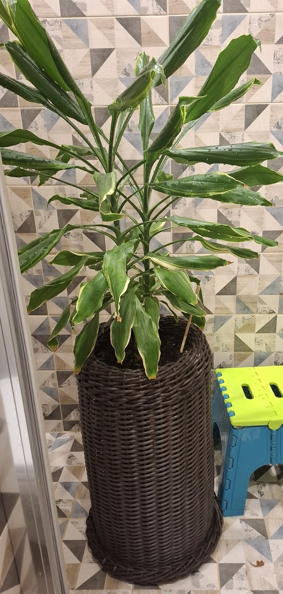 И кашпо заодним помоется.