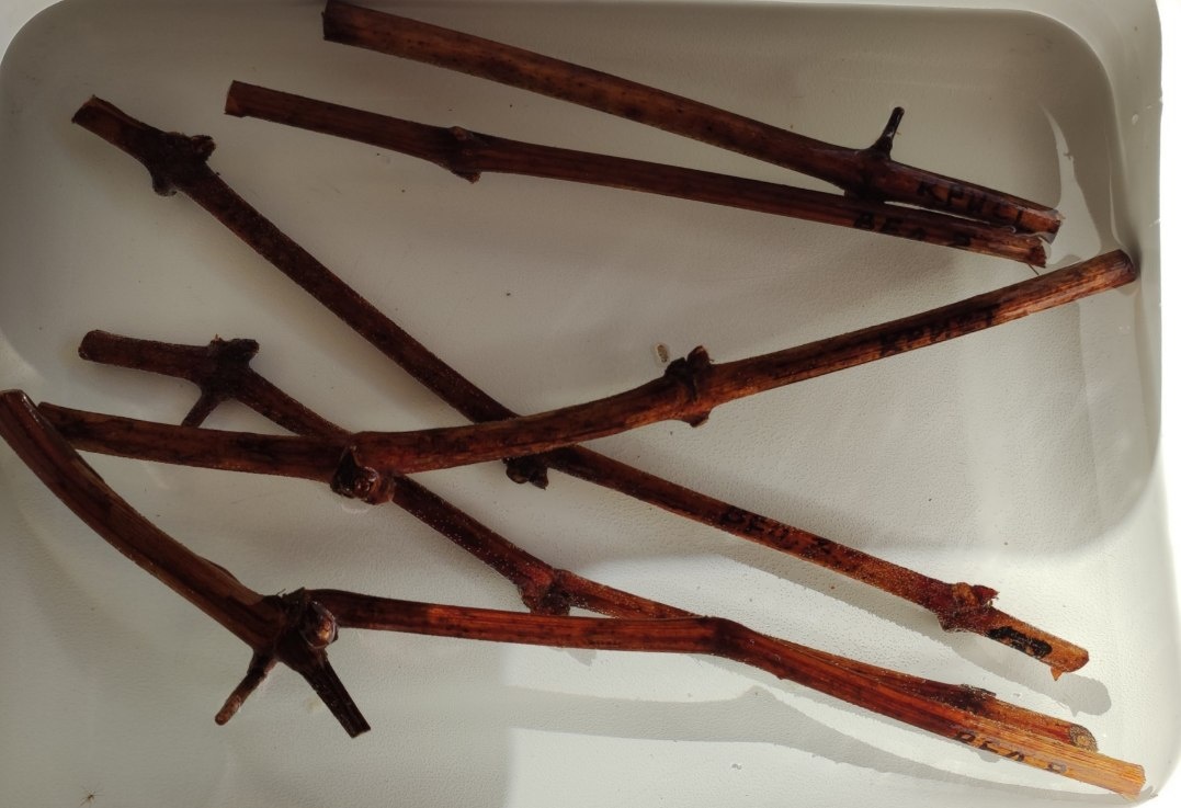 Мне нужно много Сомерсета! 