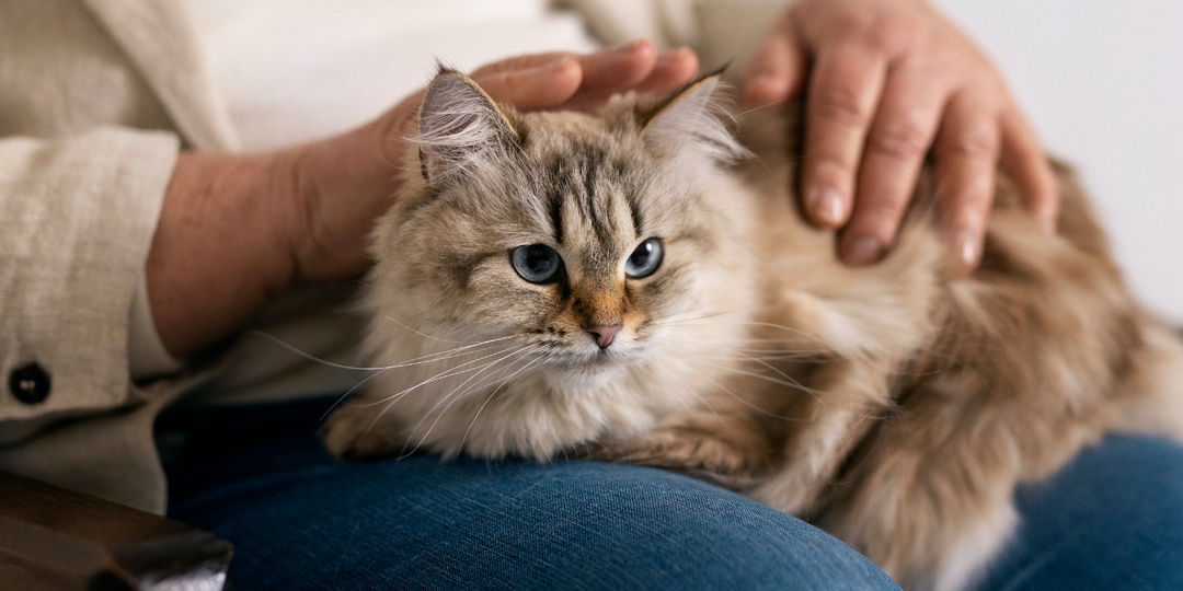 Обнимашки с питомцем повышают окситоцин: наука доказала, что это работает