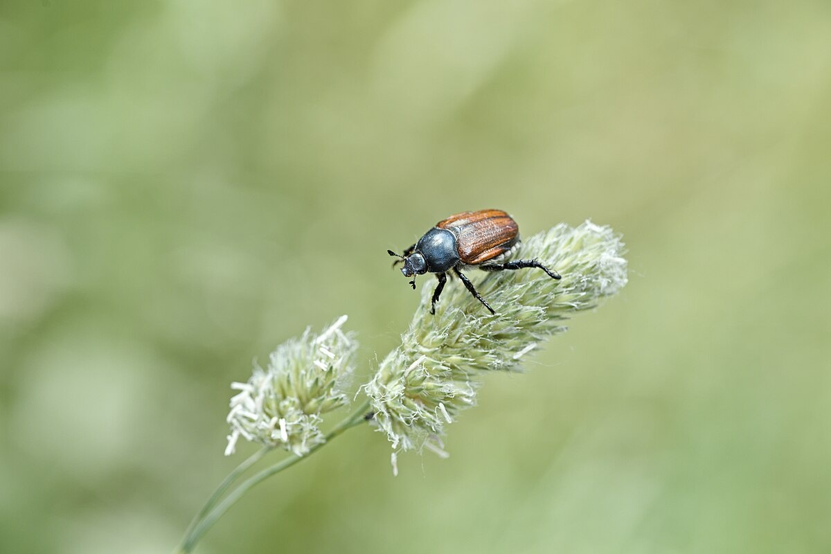 Ну а сам жучок выглядел вот так
