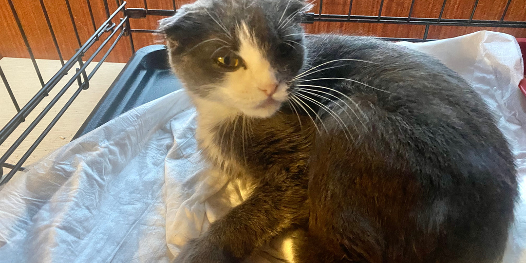 Вислоушка - карлик!