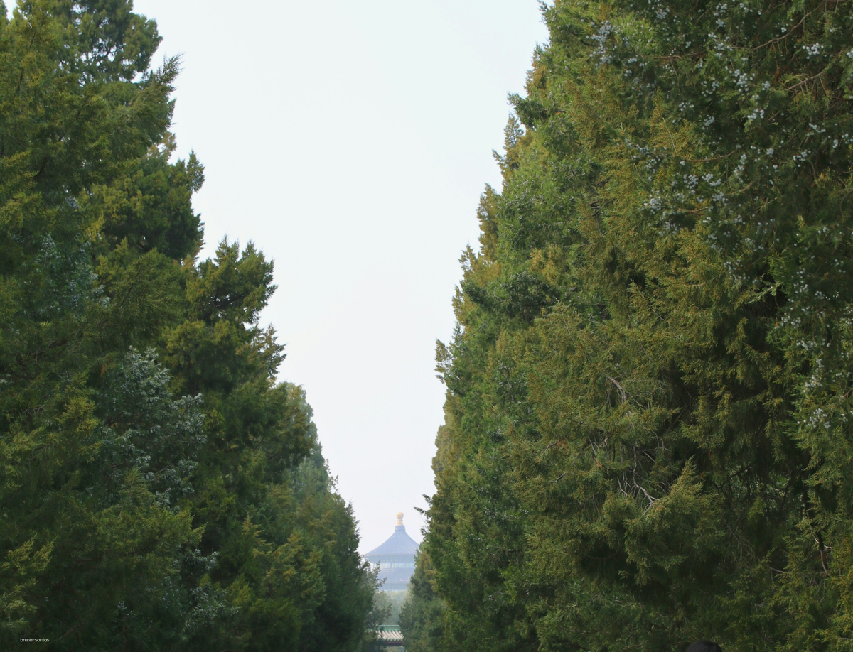 Пекинские кипарисы