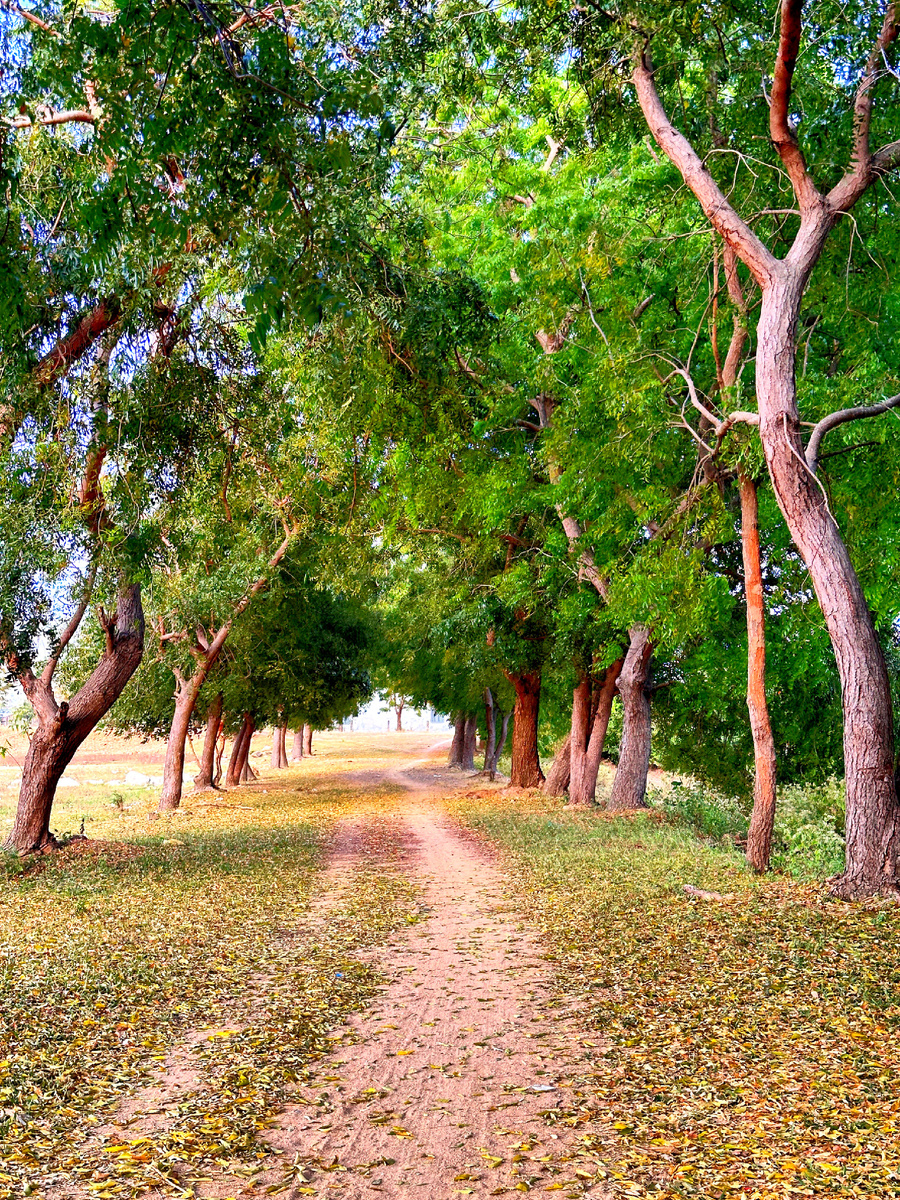 Где то, по дороге домой. Дорога от дамбы, к деревне.