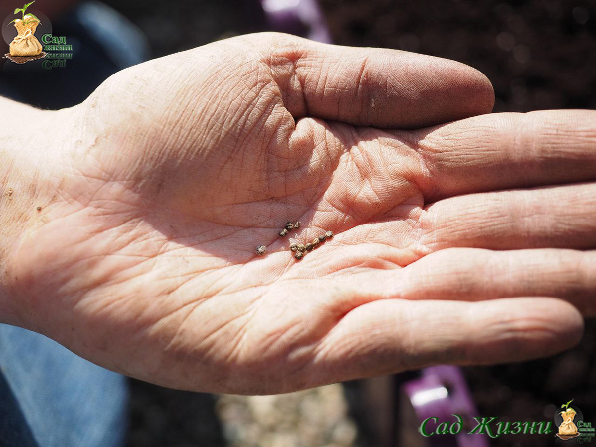 Глубина посева зависит от размера семени: чем мельче, тем ближе к поверхности