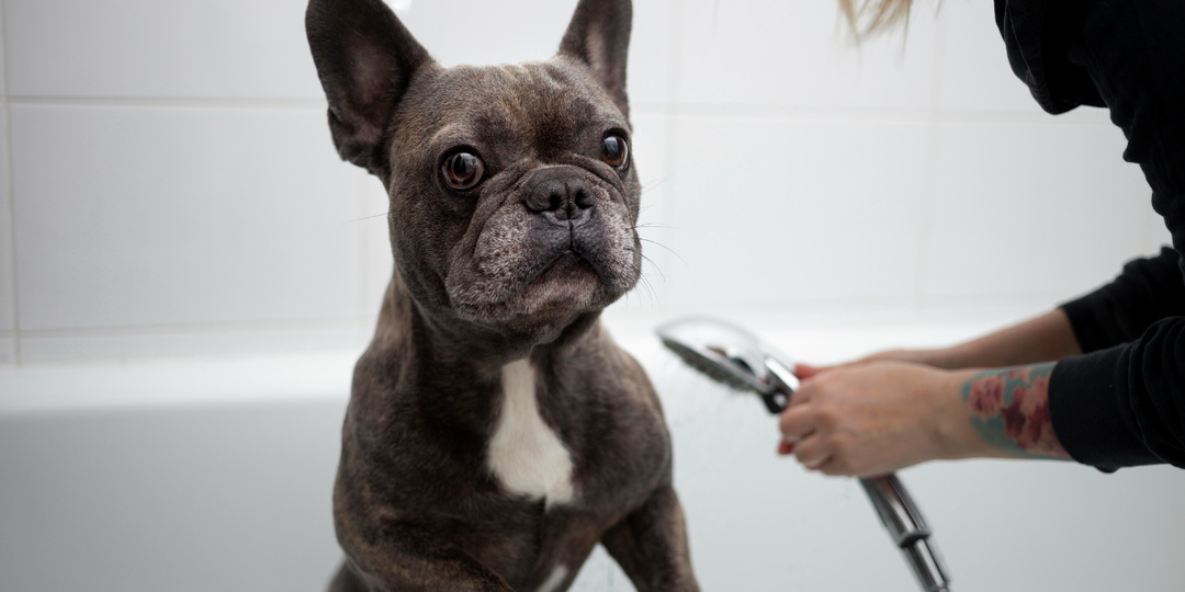 Гельминты в городе и на природе: где опаснее и как обезопасить питомца