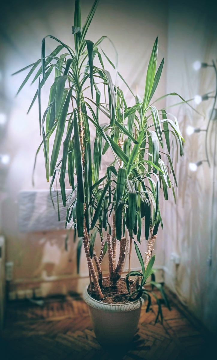 Знакомьтесь, моя юкка