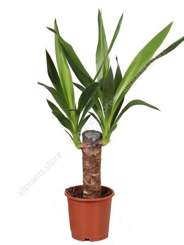 Вот такой была моя малышка когда-то 🙂