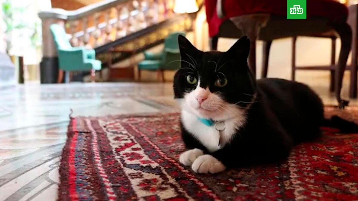    Фото: Palmerston / X