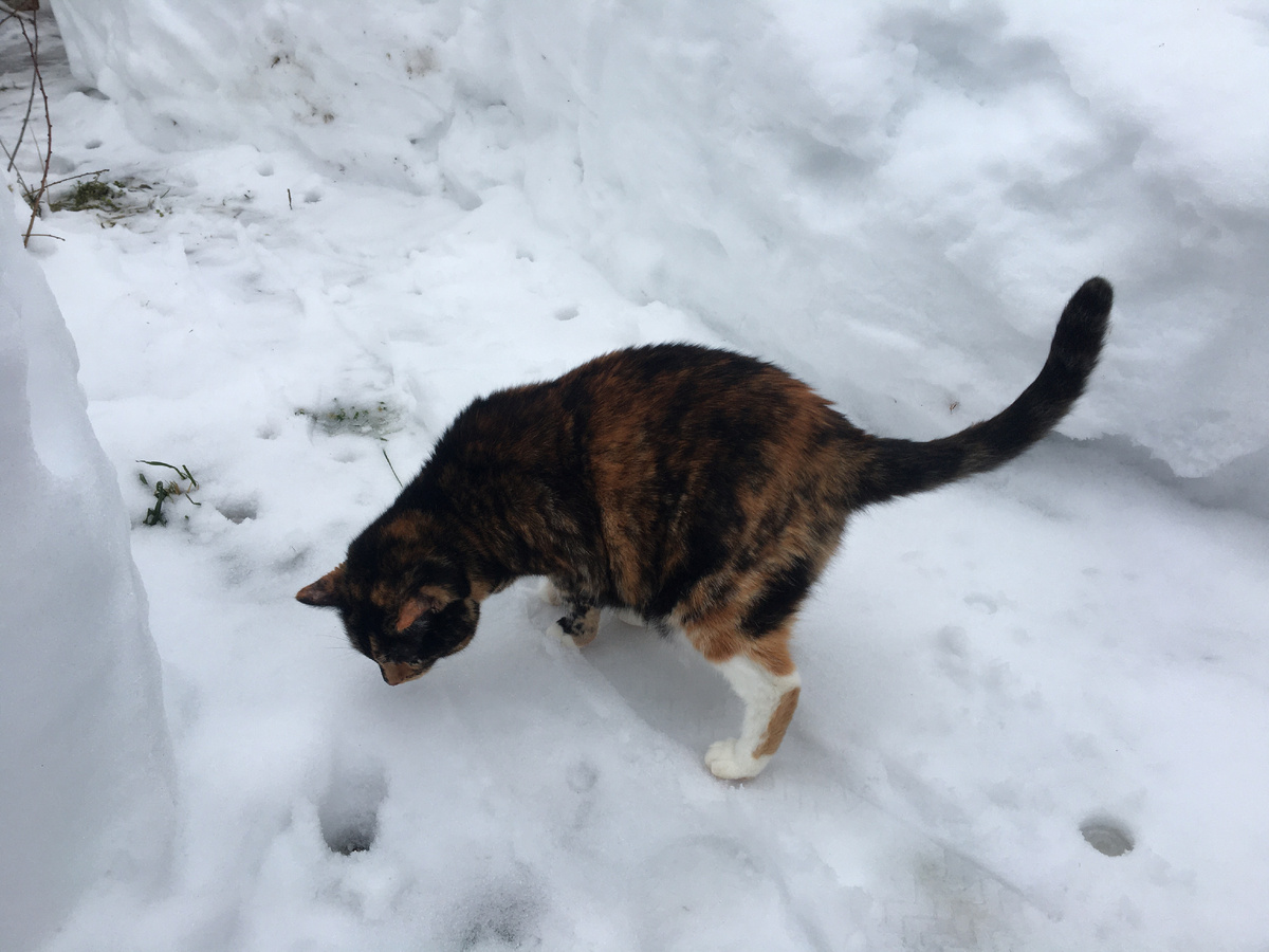 На прогулке. Всё надо проверить! Фото автора