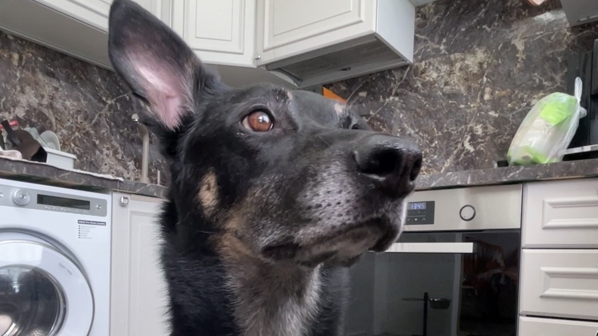 Вот тут смотрю и думаю: «Взять мне вкусняшку или нет 🤔?»