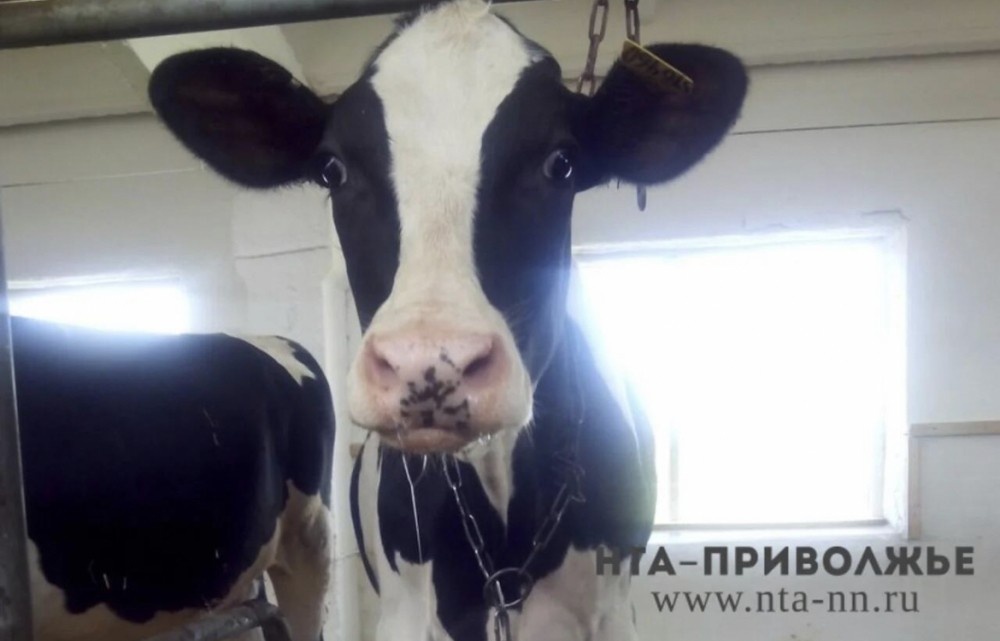    Минсельхоз Чувашии прокомментировал ситуацию с ценами на молоко