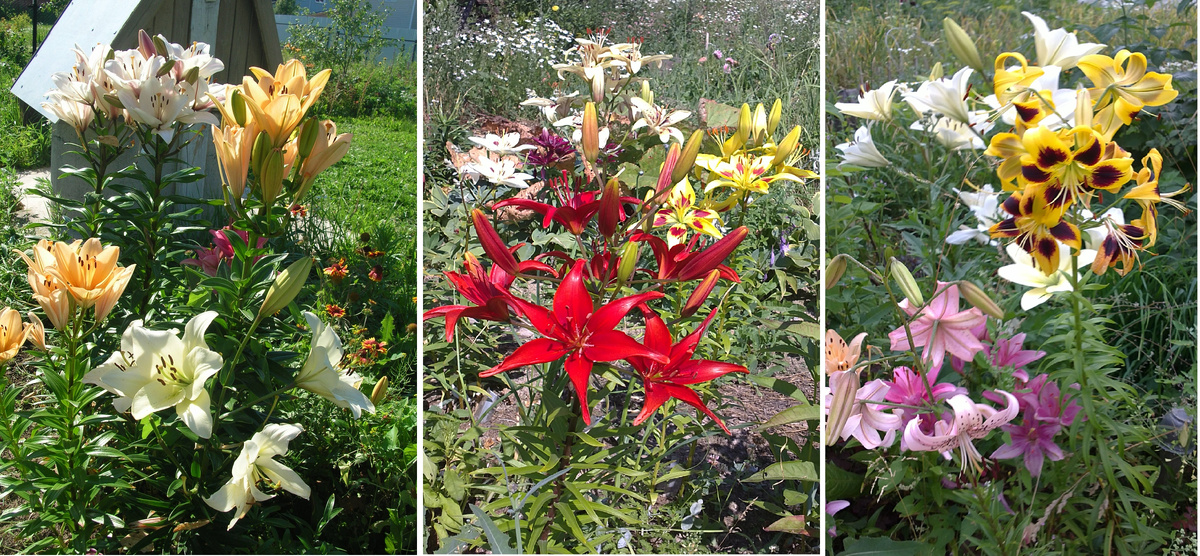 Мои архивные фото. К сожалению, большинства из этих лилий уже нет.