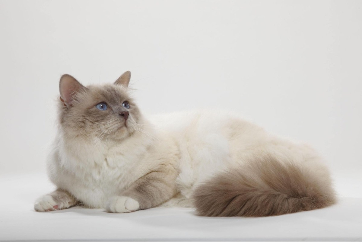    Для Священной Бирмы характерны вариации окраса колор-пойнт и голубой цвет глаз