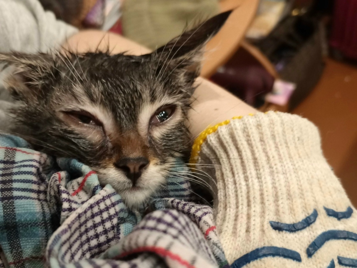 Такой Люсю достали из подвала