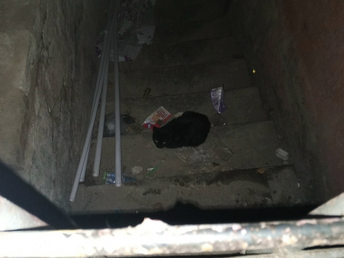 Предположительно, мама котят