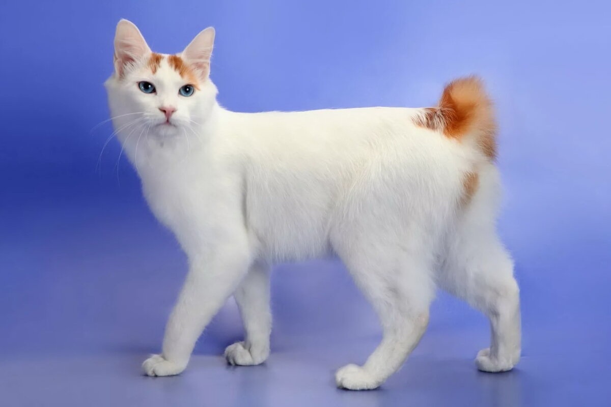 Фото с сайта: https://fotogolik.ru/foni/fon-004676