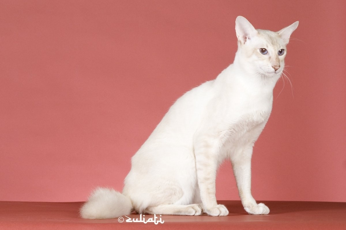 Фото с сайта: https://www.pravda.ru/zoo/1401153-little_cats/