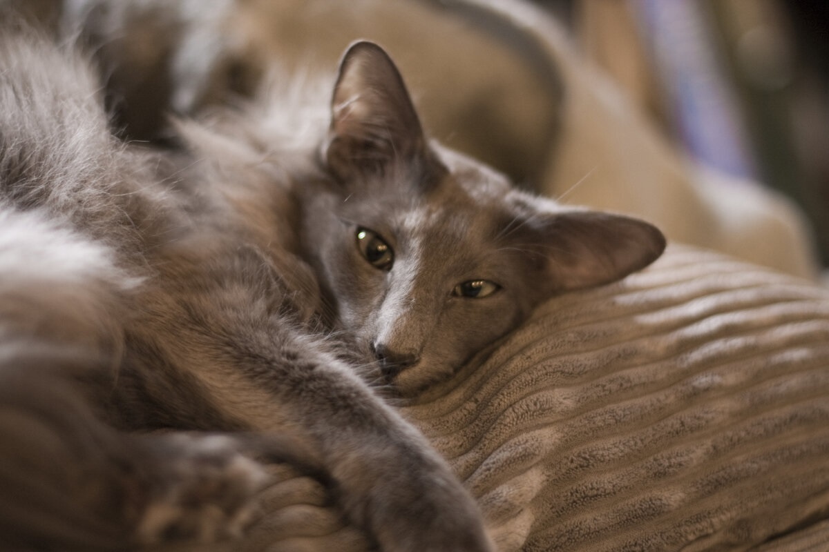 Фото с сайта: https://quara.ru/fons/fon0012415