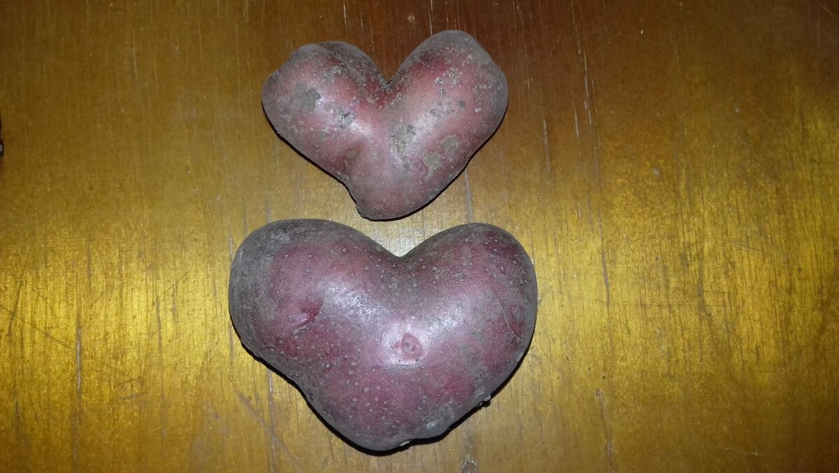 Две наши картошки-сердца, урожай сентябрь 2025 год