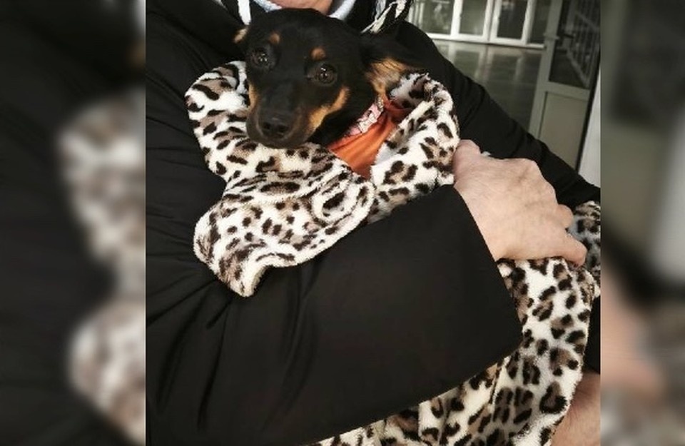    В Иркутске женщина подбросила щенка в питомник и оставила его. Фото: социальные сети питомника "К9"