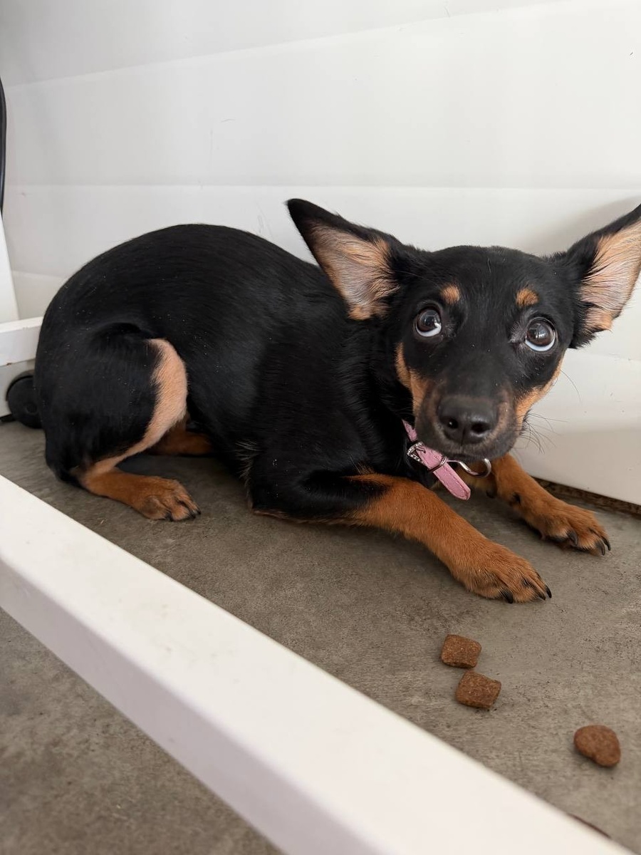    Щенок оказался ухоженным: ни грязи, ни колтунов, ни травм. Собаку стерилизовали. Фото: социальные сети питомника "К9"