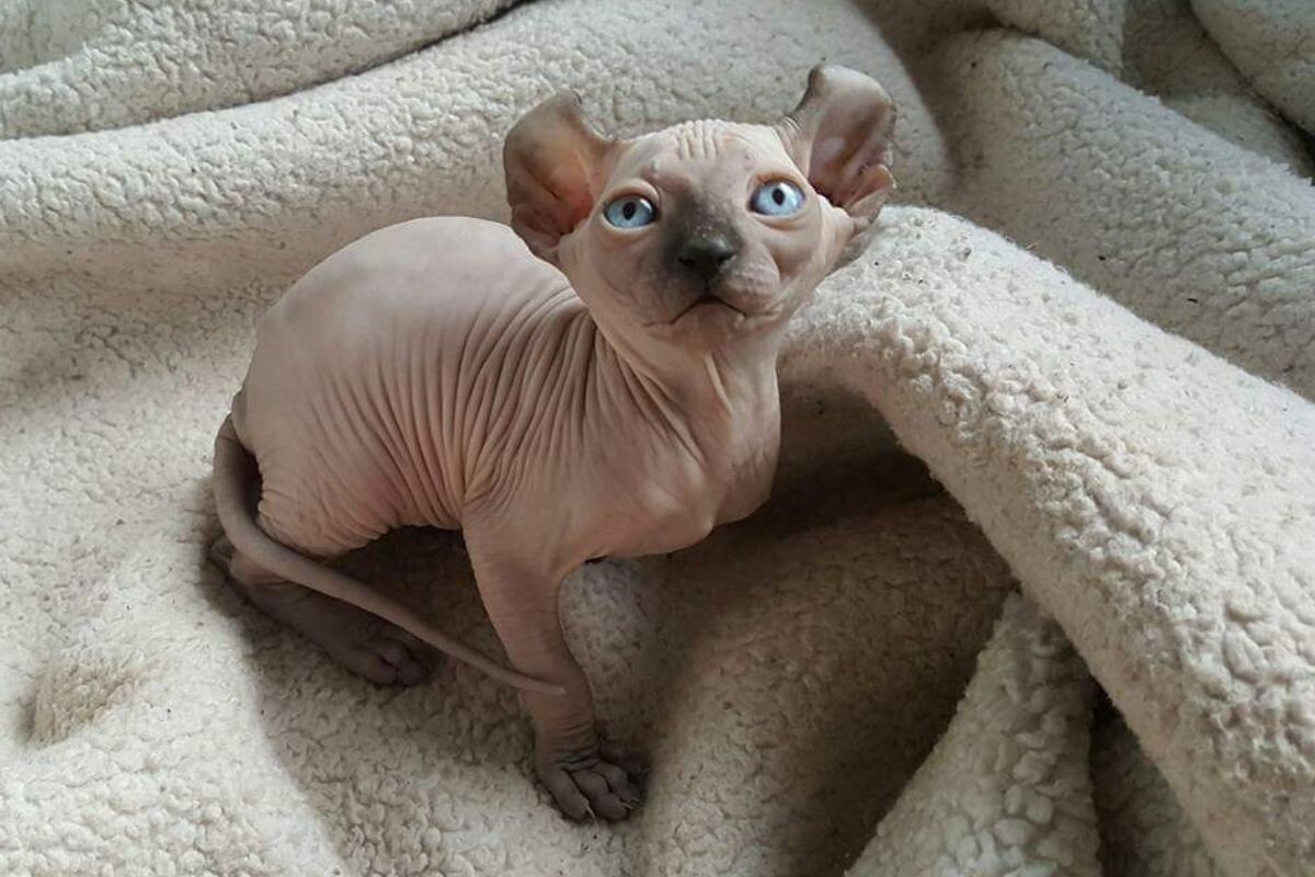 Фото с сайта: https://dzen.ru/a/ZscbyS2iPDTDfECD