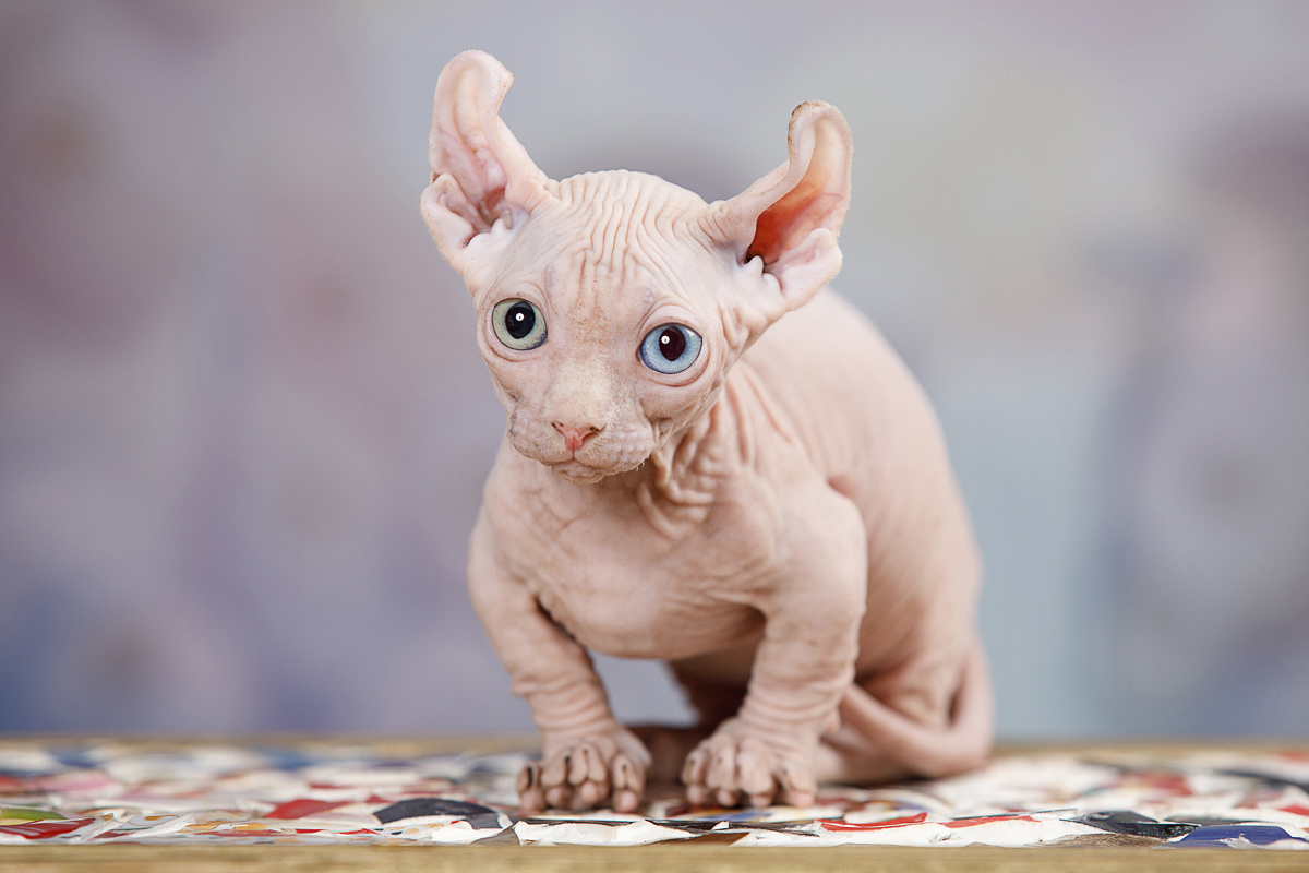 Фото с сайта: https://www.sunny-cat.ru/kotyata.php?ad=3858-8-litter