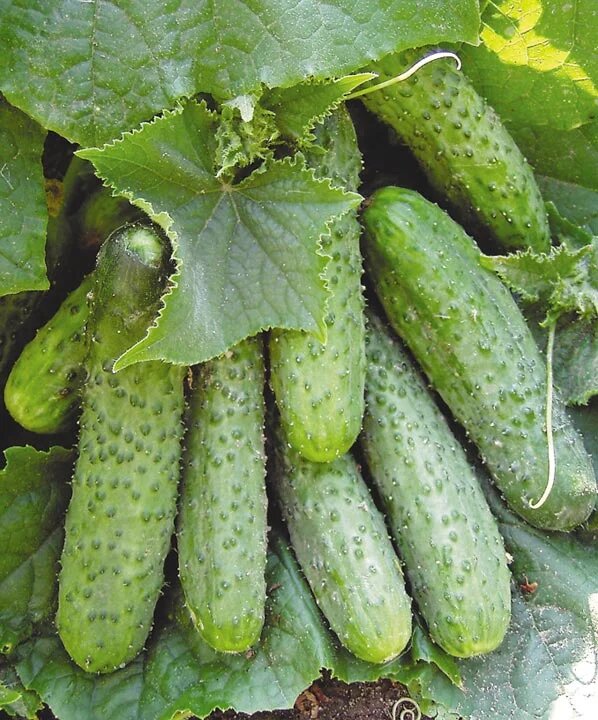 Огурцы Маша F1 — стабильный успех для любого дачника
