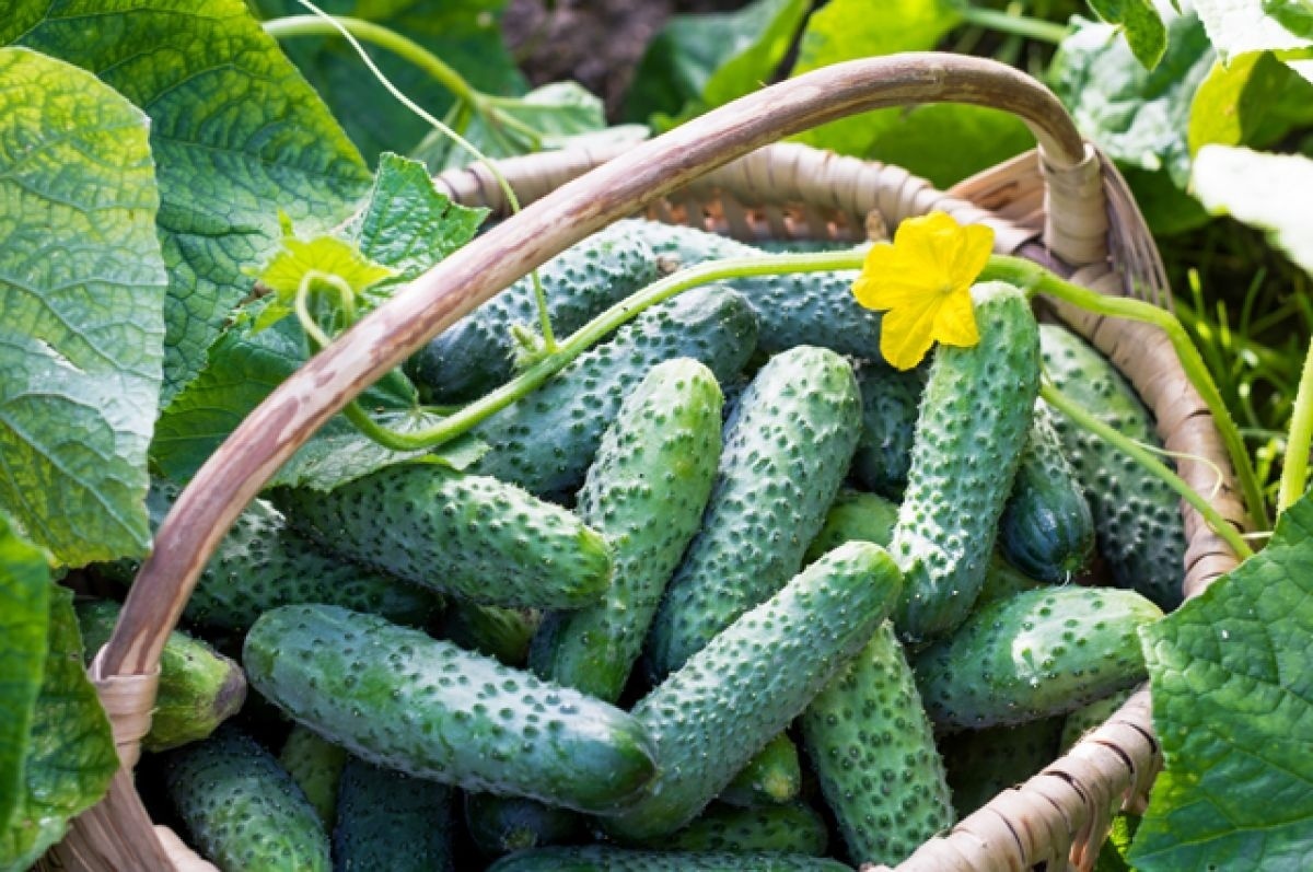 Огурцы Крокодил Гена — экзотика, которая удивляет