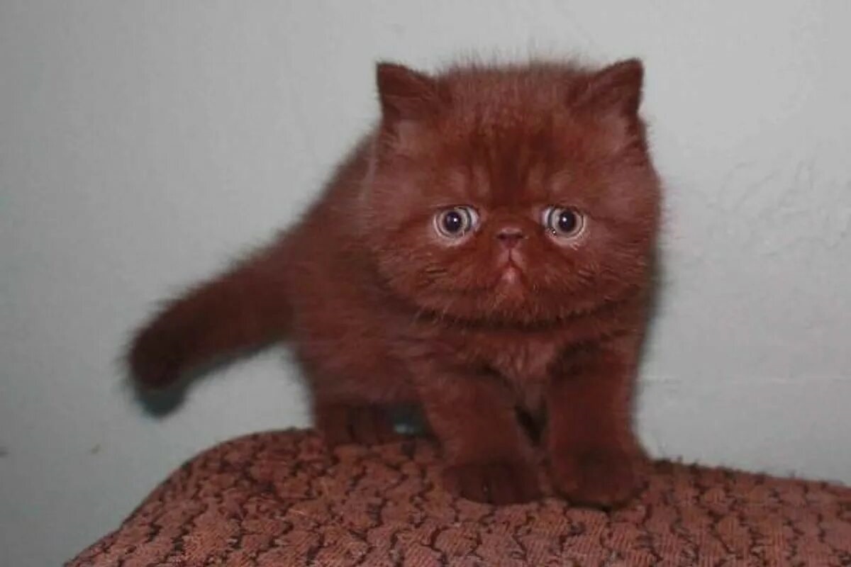 Фото с сайта: https://onedio.com/haber/utangacliktan-yer-yarilsa-da-icine-girsem-diye-hazir-bekleyen-23-exotic-shorthair-514475