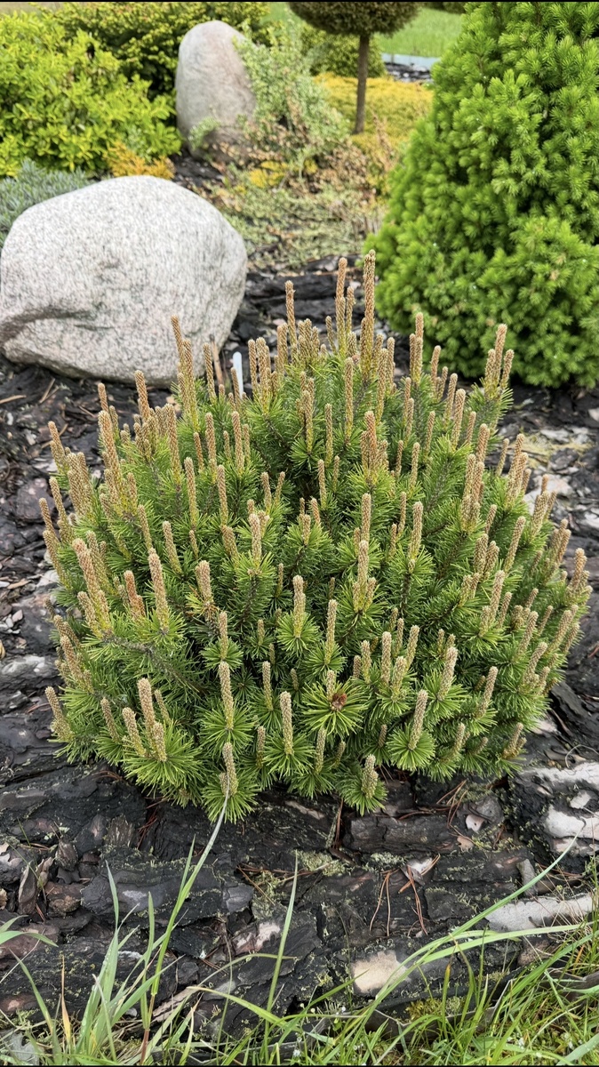 Сосна Пумилио 