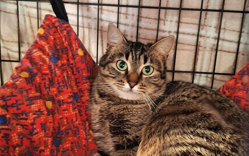 Кошка ПИКСИ ищет дом🏡