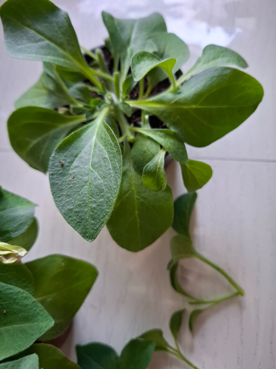 Первая обрезка в два месяца